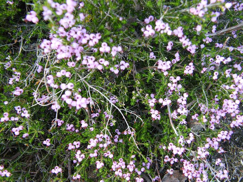 urze campestre  (Erica arborea).JPG